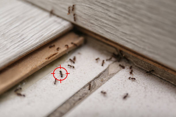 Best Pest Prevention Services  in Meadowdale, WA