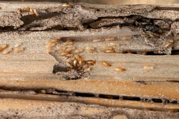 Best Local Pest Control Services  in Meadowdale, WA